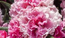 Rhododendron