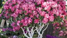 Rhododendron
