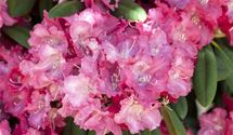Rhododendron