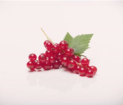 Ribes (Johannisbeere) 'Rovada' Ribes (Johannisbeere) 'Rovada'