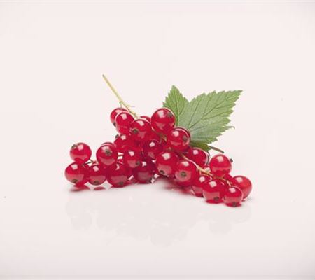Ribes (Johannisbeere) 'Rovada' Ribes (Johannisbeere) 'Rovada'