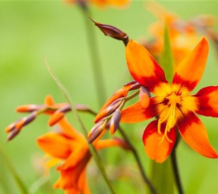Crocosmia 'Emily McKenzie'