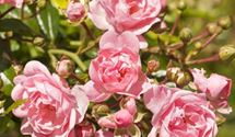 Bodendeckerrose