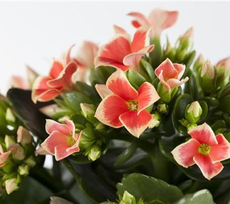 Die Kalanchoe - unsterbliche Schönheit Die Kalanchoe - unsterbliche Schönheit