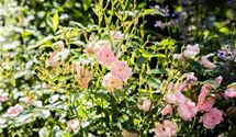 Bodendeckerrose
