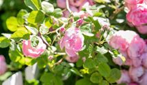 Bodendeckerrose