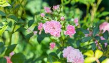 Bodendeckerrose