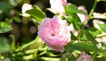 Bodendeckerrose