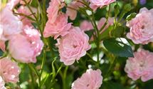 Bodendeckerrose 'The Fairy'