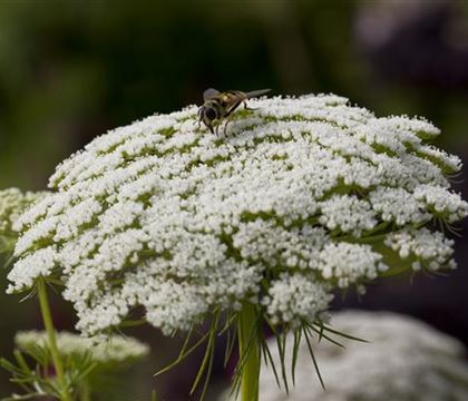 Daucus carota 'Dara' Daucus carota 'Dara'