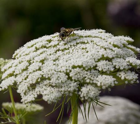 Daucus carota 'Dara'