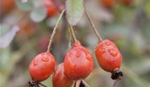 Bereifte Rose