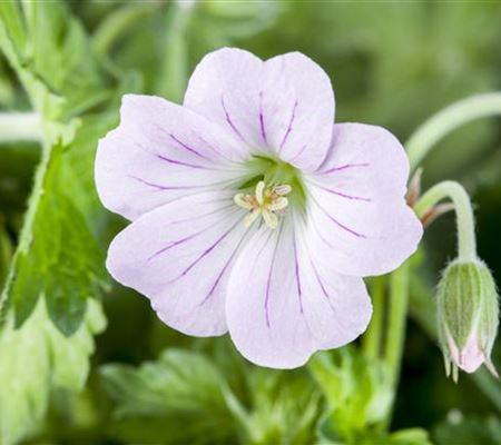 Geranium cultorum 'Dreamland' Geranium cultorum 'Dreamland'