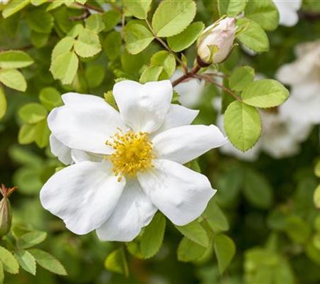 Rosa spinosissima