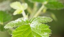 Rubus 'Loch Ness' ('Nessy')