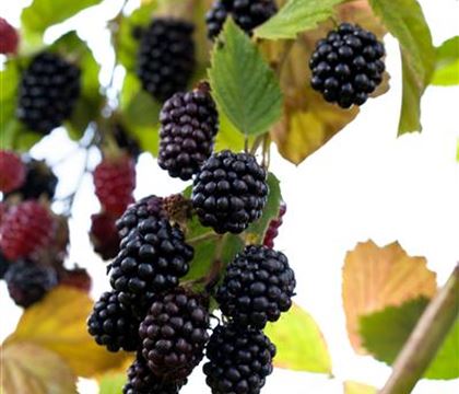 Rubus 'Navaho' Rubus 'Navaho'