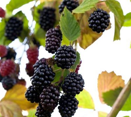 Rubus 'Navaho' Rubus 'Navaho'