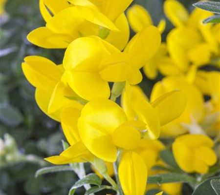 Spartium junceum Spartium junceum