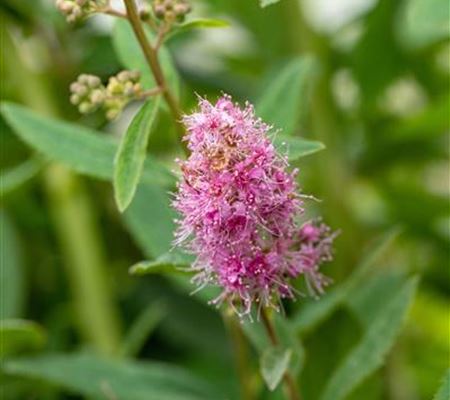 Spiraea billardii (x) 'Triumphans' Spiraea billardii (x) 'Triumphans'