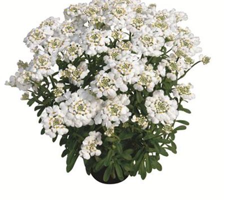 Iberis sempervirens 'Masterpiece' Iberis sempervirens 'Masterpiece'