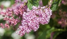 Edelflieder Bloomerang® 'Pink Perfume'(s)