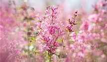 Edelflieder Bloomerang® 'Pink Perfume'(s)