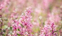 Edelflieder Bloomerang® 'Pink Perfume'(s)