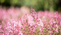 Edelflieder Bloomerang® 'Pink Perfume'(s)