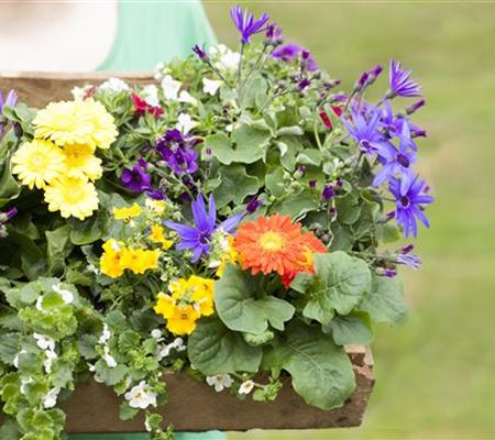 Dünger für Sommerblumen – der Extra-Kick für das Wachstum