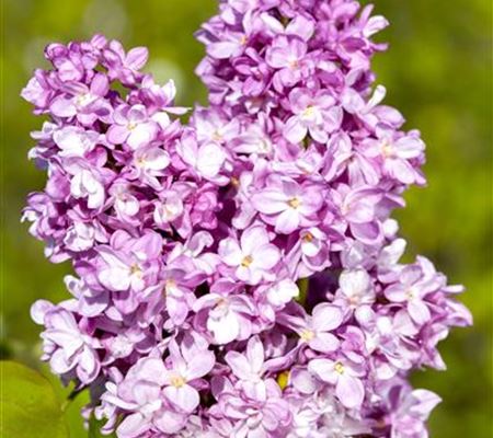 Syringa vulgaris 'Ludwig Spaeth' Syringa vulgaris 'Ludwig Spaeth'