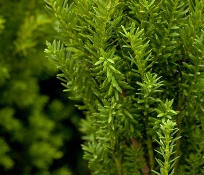 Taxus media (x) 'Hillii' Taxus media (x) 'Hillii'