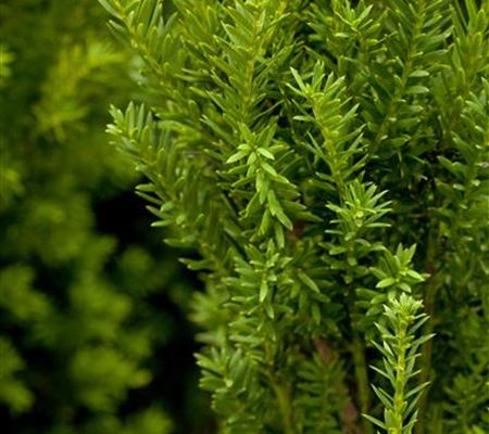 Taxus media (x) 'Hillii' Taxus media (x) 'Hillii'