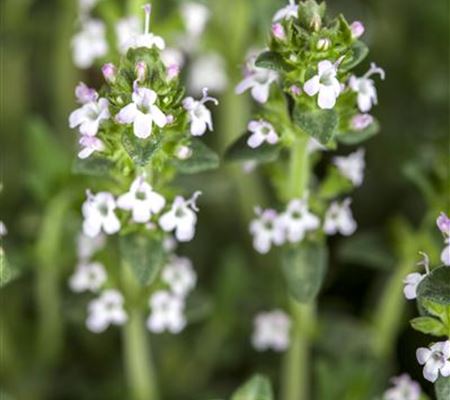 Thymus serpyllum 'Albus'