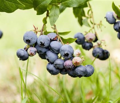 Vaccinium 'Duke' Vaccinium 'Duke'