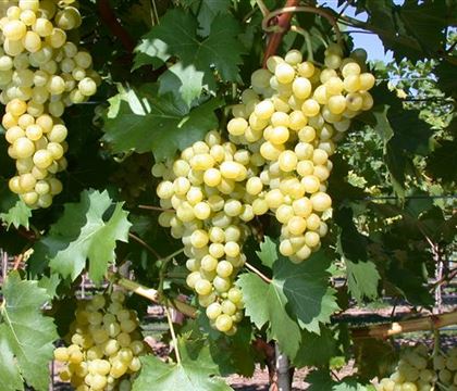 Vitis 'Weisser Gutedel' (Chasselas) Vitis 'Weisser Gutedel' (Chasselas)