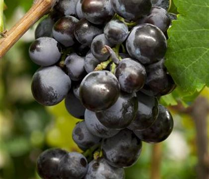 Vitis 'Campbell Early' Vitis 'Campbell Early'