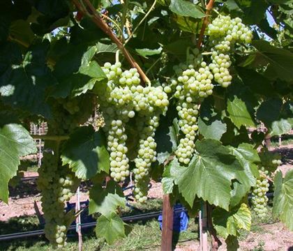 Vitis 'Birstaler Muskat' Vitis 'Birstaler Muskat'