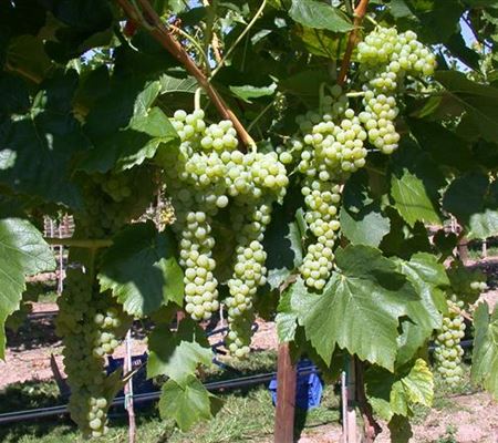 Vitis 'Birstaler Muskat' Vitis 'Birstaler Muskat'