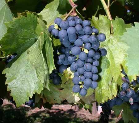 Vitis 'Buffalo' Vitis 'Buffalo'