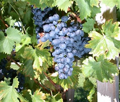 Vitis 'Nero' Vitis 'Nero'