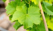 Tafeltraube 'Nero'(s)