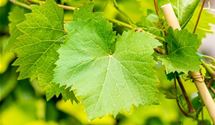 Tafeltraube 'Nero'(s)