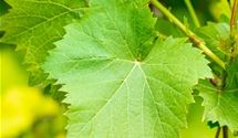 Tafeltraube 'Nero'(s)