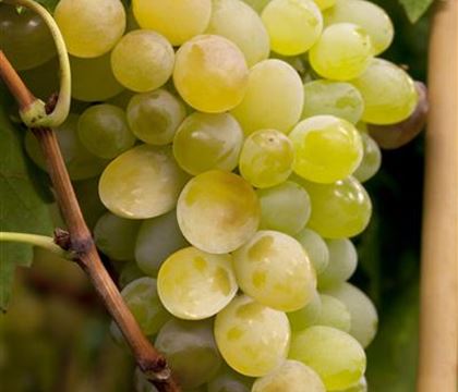 Vitis 'Himrod' Vitis 'Himrod'