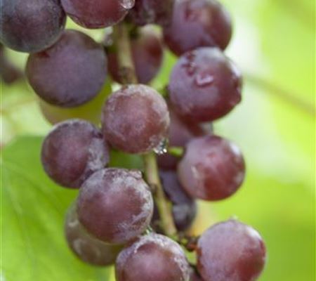 Vitis 'Vanessa' Vitis 'Vanessa'