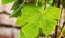 Tafeltraube 'Vanessa'®