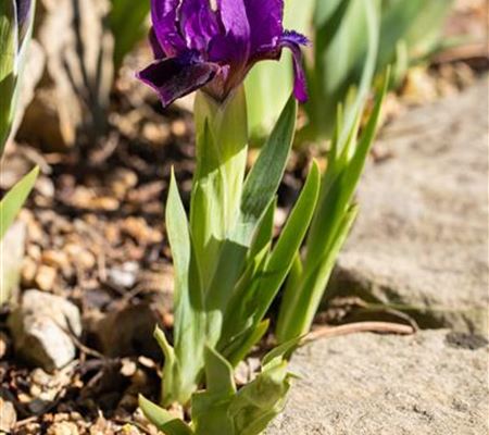 Iris (Pumila-Gruppe) 'Cyanea' Iris (Pumila-Gruppe) 'Cyanea'