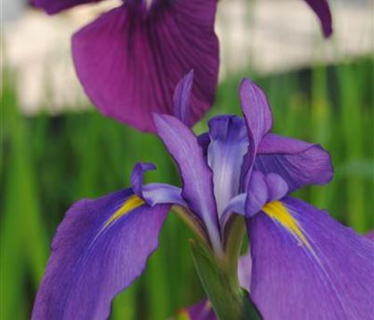 Iris ensata Iris ensata