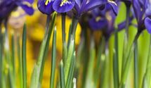 Iris