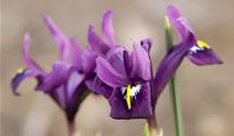 Iris